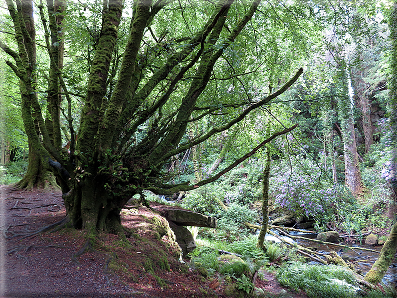 foto Parco di Killarney